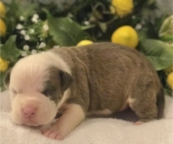 Medium Photo #7 American Bully Puppy For Sale in SALEM, IL, USA