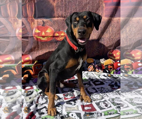 Medium Photo #3 Rotterman Puppy For Sale in Lake Elsinore, CA, USA