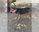 Small #1 American Pit Bull Terrier Mix