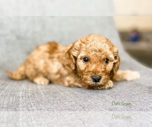 Goldendoodle-Poodle (Toy) Mix Puppy for sale in LOGAN, UT, USA