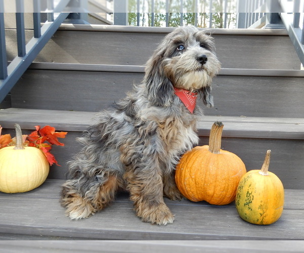 Medium Photo #4 Cock-A-Poo Puppy For Sale in MILLERSBURG, OH, USA