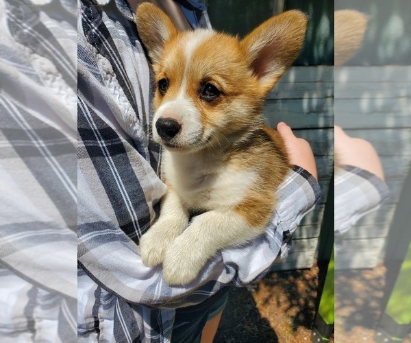 Medium Photo #1 Pembroke Welsh Corgi Puppy For Sale in GRAHAM, WA, USA