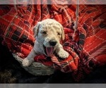 Small Photo #3 F2 Aussiedoodle Puppy For Sale in LOUISA, VA, USA