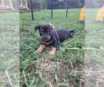 Small #1 American Pit Bull Terrier-American Staffordshire Terrier Mix