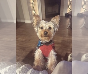 Yorkshire Terrier Puppy for sale in DALLAS, TX, USA