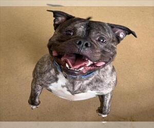 American Bulldog-Unknown Mix Dogs for adoption in Derwood, MD, USA