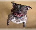 Small American Bulldog Mix