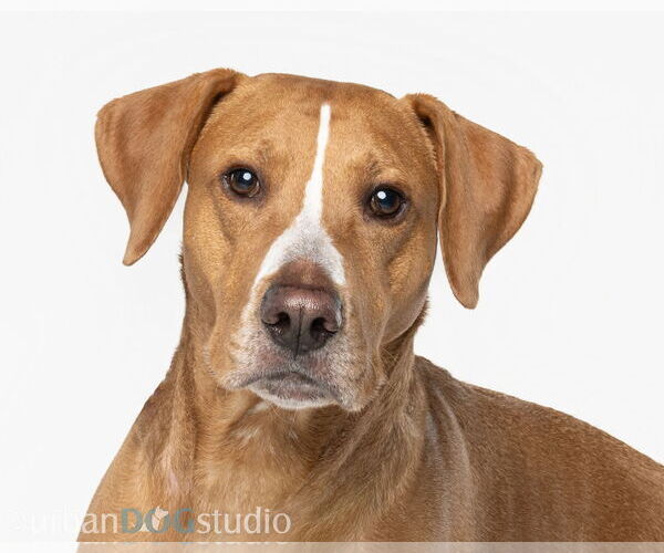 Medium Photo #4 Labralas Puppy For Sale in Tampa, FL, USA