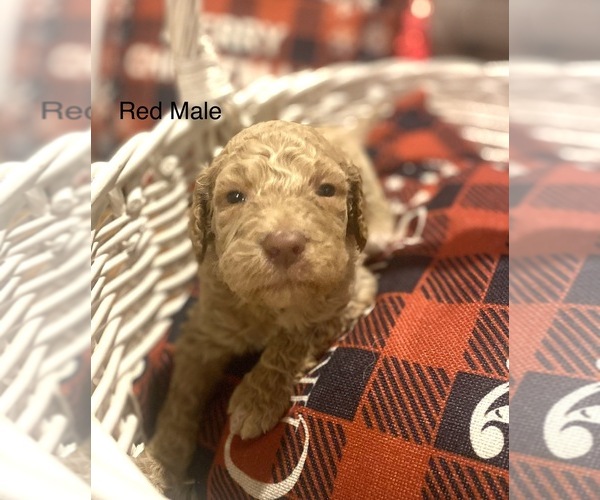 Medium Photo #5 Goldendoodle Puppy For Sale in FRANKLINTON, LA, USA