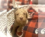 Small Photo #5 Goldendoodle Puppy For Sale in FRANKLINTON, LA, USA