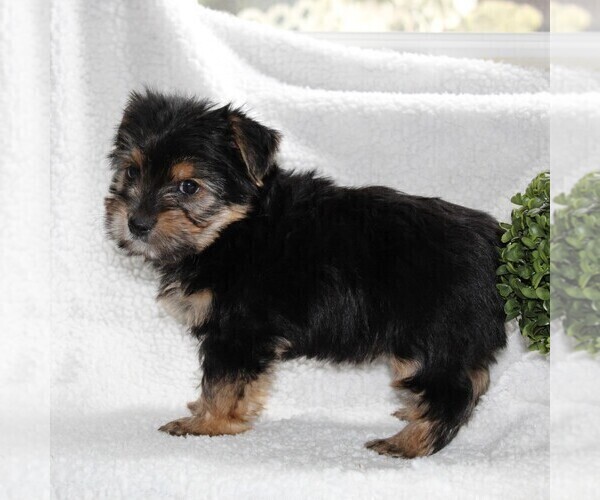 Medium Photo #5 Yorkshire Terrier Puppy For Sale in KINZERS, PA, USA
