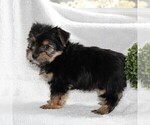 Small Photo #5 Yorkshire Terrier Puppy For Sale in KINZERS, PA, USA