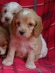 Small Photo #5 Cavalier King Charles Spaniel-Poodle (Toy) Mix Puppy For Sale in CONOWINGO, MD, USA
