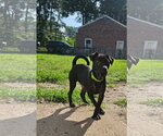 Small #2 Chihuahua-Labrador Retriever Mix