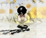 Small #6 ShihPoo