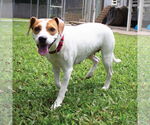 Small #1 Beagle Mix