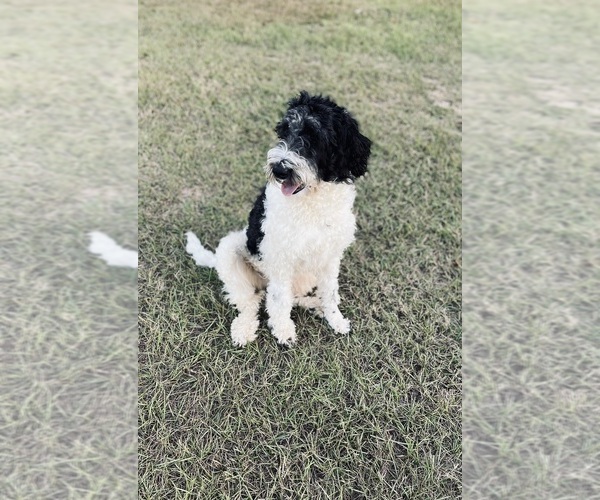 Medium Photo #1 Sheepadoodle Puppy For Sale in NICHOLLS, GA, USA