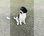 Small Photo #1 Sheepadoodle Puppy For Sale in NICHOLLS, GA, USA