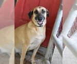 Small #1 Black Mouth Cur-Labrador Retriever Mix