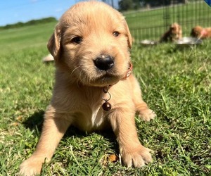 Golden Retriever Puppy for Sale in CHINA SPRING, Texas USA
