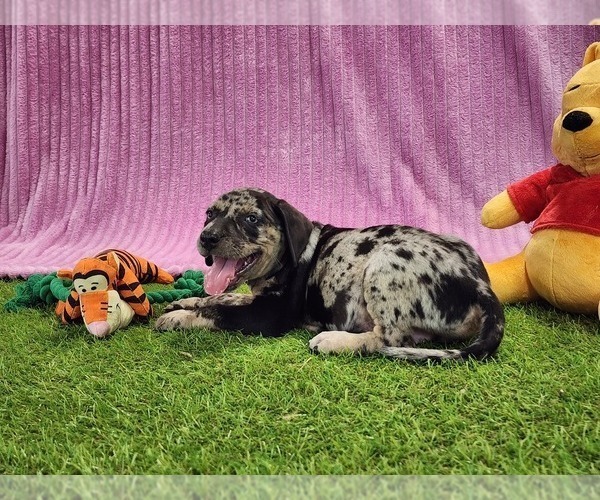 Medium Photo #3 Catahoula Leopard Dog Puppy For Sale in CUMBY, TX, USA