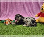 Small #2 Catahoula Leopard Dog