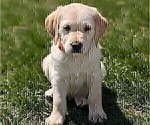 Puppy Zuma Labradoodle