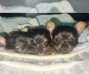 Yorkshire Terrier Puppy for sale in CHARLESTOWN, RI, USA