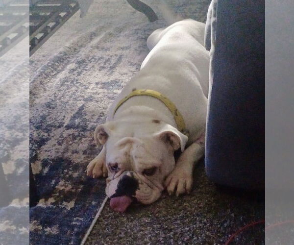 Medium Photo #2 Bulldog Puppy For Sale in St. Louis Park, MN, USA
