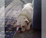 Small #1 Bulldog