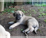 Small Photo #3 Kangal Dog Puppy For Sale in East Garafraxa, Ontario, Canada