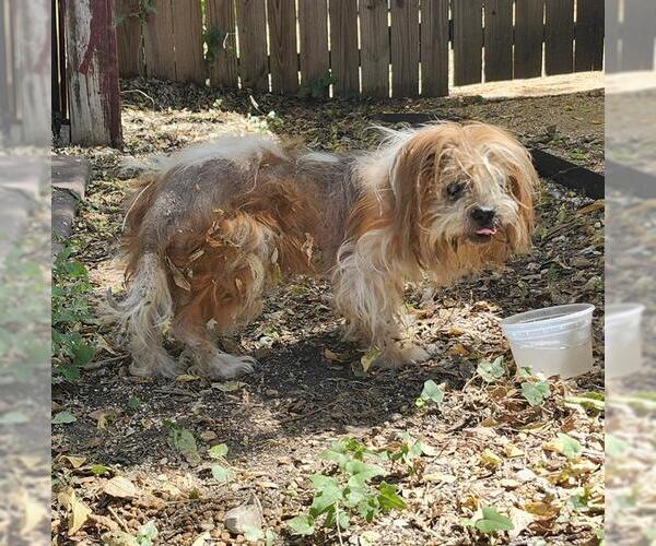 Medium Photo #1 Shih Tzu-Unknown Mix Puppy For Sale in San Antonio, TX, USA