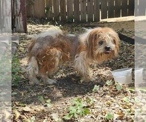 Shih Tzu-Unknown Mix Dogs for adoption in San Antonio, TX, USA