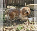Small Shih Tzu Mix