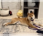 Small #4 Shiba Inu
