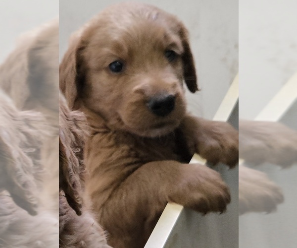 Medium Photo #11 Goldendoodle Puppy For Sale in BROADVIEW HEIGHTS, OH, USA