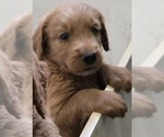 Small #10 Goldendoodle