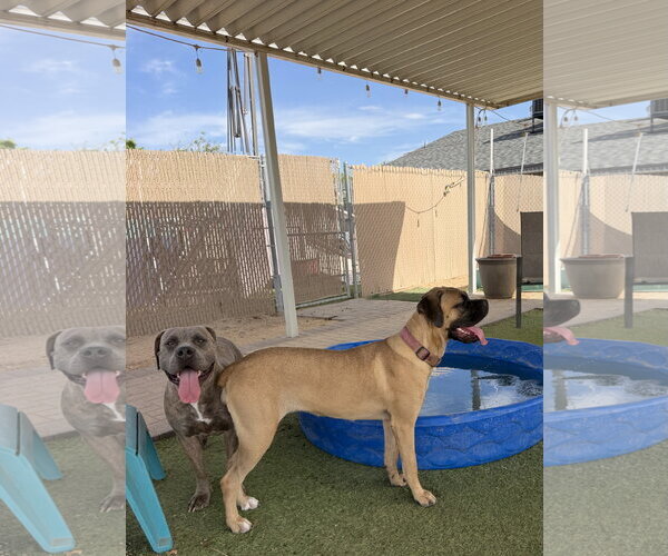 Medium Photo #2 Mutt Puppy For Sale in Goodyear, AZ, USA