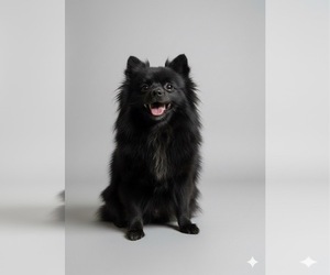 Mother of the Pomeranian puppies born on 10/12/2025