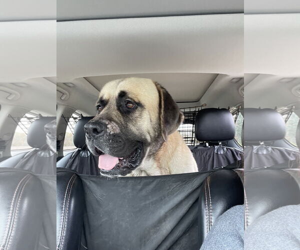 Medium Photo #2 Mastiff Puppy For Sale in Columbus, IN, USA