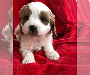 Cavapoo Puppy for sale in EDWARDSBURG, MI, USA
