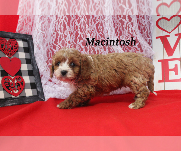 Medium Photo #14 Cavapoo Puppy For Sale in CHANUTE, KS, USA