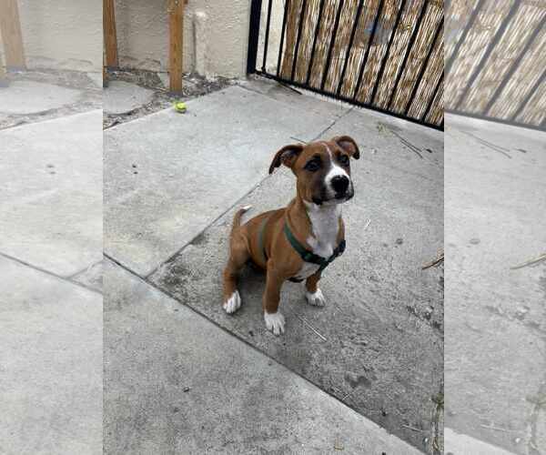 Medium Photo #1 Boxer-Unknown Mix Puppy For Sale in Costa Mesa , CA, USA