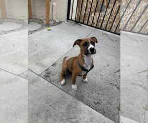 Boxer-Unknown Mix Dogs for adoption in Costa Mesa , CA, USA