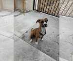 Small Boxer Mix