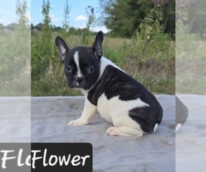 Faux Frenchbo Bulldog Puppy for sale in POMEROY, OH, USA