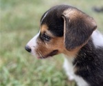Small Photo #17 Pembroke Welsh Corgi Puppy For Sale in BRYAN, TX, USA