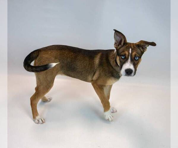 Medium Photo #5 Siberian Husky-Unknown Mix Puppy For Sale in Kennesaw, GA, USA