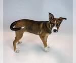 Small #4 Siberian Husky Mix