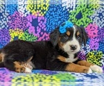 Small #2 Greater Swiss Mountain Dog